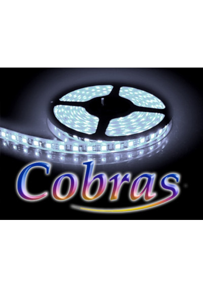 CobususususRAS 5050 LED Strip 5m IP65 | LEDownia.pl
