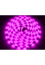 LED strip SMD 5050 10mm 12V 9.6W/m pink 60LED/m IP20 5m ledownia.pl