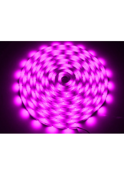 Taśma LED SMD 5050 10mm 12V 9.6W/m różowa 60LED/m IP20 5m ledownia.pl